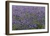 Lavender Farm, Furano, Hokkaido Prefecture, Japan-Keren Su-Framed Photographic Print