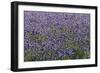 Lavender Farm, Furano, Hokkaido Prefecture, Japan-Keren Su-Framed Photographic Print