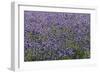 Lavender Farm, Furano, Hokkaido Prefecture, Japan-Keren Su-Framed Photographic Print