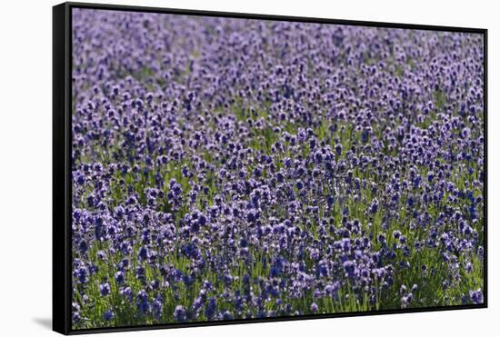 Lavender Farm, Furano, Hokkaido Prefecture, Japan-Keren Su-Framed Stretched Canvas