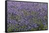 Lavender Farm, Furano, Hokkaido Prefecture, Japan-Keren Su-Framed Stretched Canvas