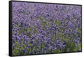 Lavender Farm, Furano, Hokkaido Prefecture, Japan-Keren Su-Framed Stretched Canvas