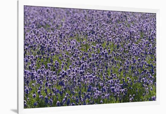 Lavender Farm, Furano, Hokkaido Prefecture, Japan-Keren Su-Framed Premium Photographic Print