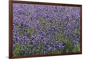 Lavender Farm, Furano, Hokkaido Prefecture, Japan-Keren Su-Framed Premium Photographic Print