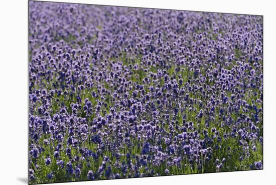 Lavender Farm, Furano, Hokkaido Prefecture, Japan-Keren Su-Mounted Premium Photographic Print