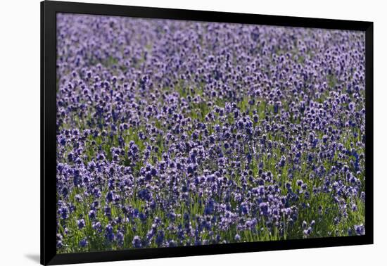 Lavender Farm, Furano, Hokkaido Prefecture, Japan-Keren Su-Framed Premium Photographic Print