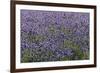 Lavender Farm, Furano, Hokkaido Prefecture, Japan-Keren Su-Framed Photographic Print