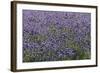 Lavender Farm, Furano, Hokkaido Prefecture, Japan-Keren Su-Framed Photographic Print