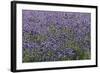 Lavender Farm, Furano, Hokkaido Prefecture, Japan-Keren Su-Framed Photographic Print