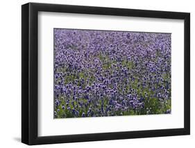 Lavender Farm, Furano, Hokkaido Prefecture, Japan-Keren Su-Framed Photographic Print