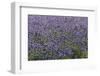 Lavender Farm, Furano, Hokkaido Prefecture, Japan-Keren Su-Framed Photographic Print