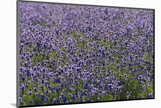 Lavender Farm, Furano, Hokkaido Prefecture, Japan-Keren Su-Mounted Photographic Print