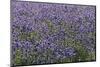 Lavender Farm, Furano, Hokkaido Prefecture, Japan-Keren Su-Mounted Photographic Print