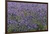 Lavender Farm, Furano, Hokkaido Prefecture, Japan-Keren Su-Framed Photographic Print