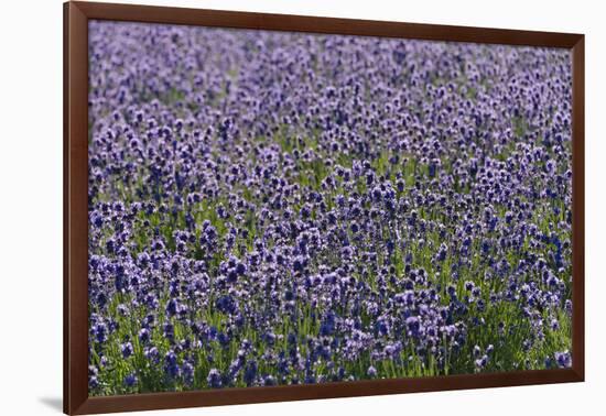 Lavender Farm, Furano, Hokkaido Prefecture, Japan-Keren Su-Framed Photographic Print