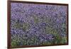 Lavender Farm, Furano, Hokkaido Prefecture, Japan-Keren Su-Framed Photographic Print