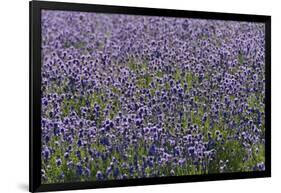 Lavender Farm, Furano, Hokkaido Prefecture, Japan-Keren Su-Framed Photographic Print