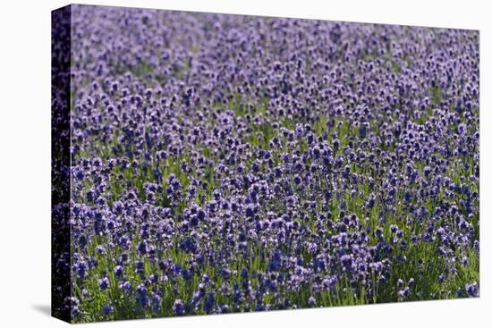 Lavender Farm, Furano, Hokkaido Prefecture, Japan-Keren Su-Stretched Canvas