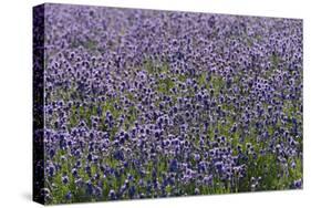 Lavender Farm, Furano, Hokkaido Prefecture, Japan-Keren Su-Stretched Canvas