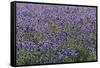 Lavender Farm, Furano, Hokkaido Prefecture, Japan-Keren Su-Framed Stretched Canvas