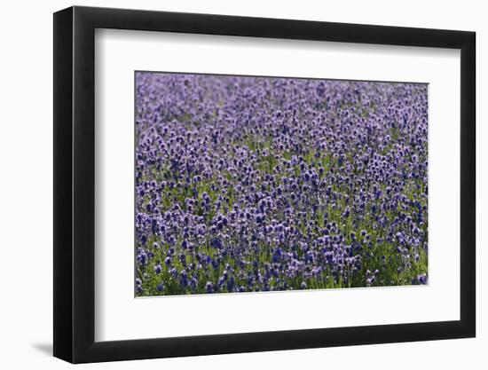 Lavender Farm, Furano, Hokkaido Prefecture, Japan-Keren Su-Framed Premium Photographic Print