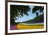 Lavender Farm, Furano, Hokkaido Prefecture, Japan-Keren Su-Framed Photographic Print