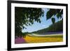 Lavender Farm, Furano, Hokkaido Prefecture, Japan-Keren Su-Framed Photographic Print