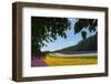 Lavender Farm, Furano, Hokkaido Prefecture, Japan-Keren Su-Framed Photographic Print