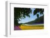 Lavender Farm, Furano, Hokkaido Prefecture, Japan-Keren Su-Framed Photographic Print