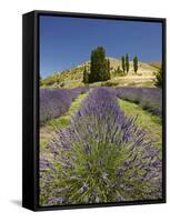 Lavender Farm, Near Cromwell, Central Otago, South Island, New Zealand-David Wall-Framed Stretched Canvas