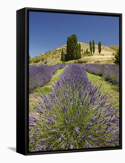 Lavender Farm, Near Cromwell, Central Otago, South Island, New Zealand-David Wall-Framed Stretched Canvas