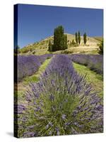 Lavender Farm, Near Cromwell, Central Otago, South Island, New Zealand-David Wall-Stretched Canvas