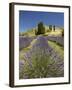 Lavender Farm, Near Cromwell, Central Otago, South Island, New Zealand-David Wall-Framed Photographic Print