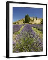 Lavender Farm, Near Cromwell, Central Otago, South Island, New Zealand-David Wall-Framed Photographic Print