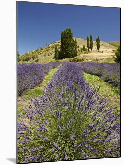 Lavender Farm, Near Cromwell, Central Otago, South Island, New Zealand-David Wall-Mounted Photographic Print