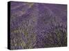 Lavender Farm, Near Cromwell, Central Otago, South Island, New Zealand-David Wall-Stretched Canvas