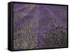 Lavender Farm, Near Cromwell, Central Otago, South Island, New Zealand-David Wall-Framed Stretched Canvas