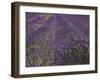 Lavender Farm, Near Cromwell, Central Otago, South Island, New Zealand-David Wall-Framed Photographic Print