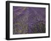 Lavender Farm, Near Cromwell, Central Otago, South Island, New Zealand-David Wall-Framed Photographic Print