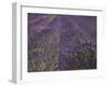 Lavender Farm, Near Cromwell, Central Otago, South Island, New Zealand-David Wall-Framed Photographic Print