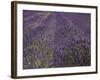 Lavender Farm, Near Cromwell, Central Otago, South Island, New Zealand-David Wall-Framed Photographic Print