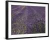 Lavender Farm, Near Cromwell, Central Otago, South Island, New Zealand-David Wall-Framed Photographic Print