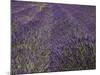 Lavender Farm, Near Cromwell, Central Otago, South Island, New Zealand-David Wall-Mounted Photographic Print