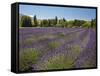 Lavender Farm, Near Cromwell, Central Otago, South Island, New Zealand-David Wall-Framed Stretched Canvas