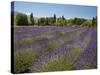 Lavender Farm, Near Cromwell, Central Otago, South Island, New Zealand-David Wall-Stretched Canvas