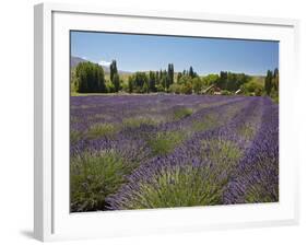 Lavender Farm, Near Cromwell, Central Otago, South Island, New Zealand-David Wall-Framed Photographic Print