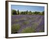 Lavender Farm, Near Cromwell, Central Otago, South Island, New Zealand-David Wall-Framed Photographic Print