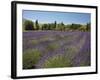 Lavender Farm, Near Cromwell, Central Otago, South Island, New Zealand-David Wall-Framed Photographic Print