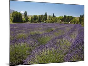 Lavender Farm, Near Cromwell, Central Otago, South Island, New Zealand-David Wall-Mounted Photographic Print