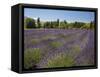 Lavender Farm, Near Cromwell, Central Otago, South Island, New Zealand-David Wall-Framed Stretched Canvas